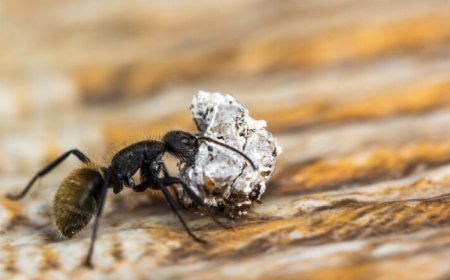 Fast and Reliable Ant Removal Services for Every Melbourne Home or Business