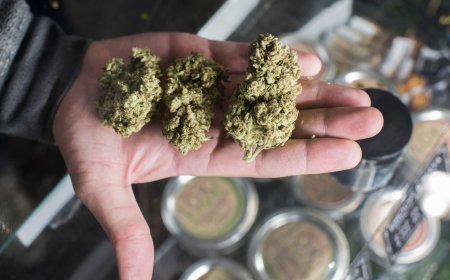 Best Dispensary in New Buffalo Michigan Cannabis Guide