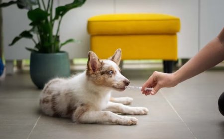 Pet Deworming: When, Why, and How to Do It Right
