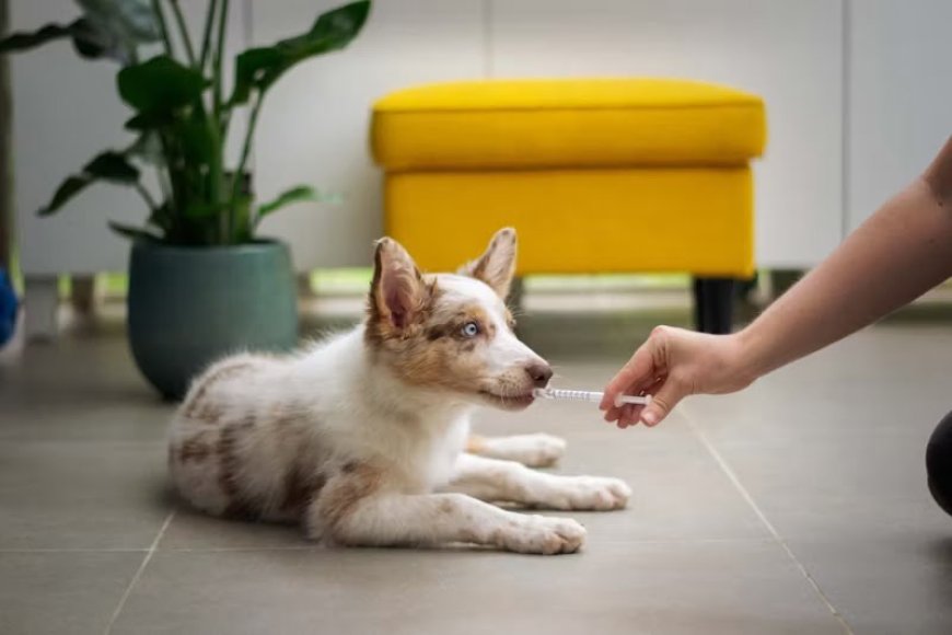 Pet Deworming: When, Why, and How to Do It Right