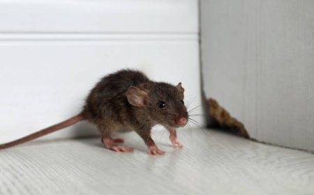 Expert Rat Control Services in Melbourne That Actually Work
