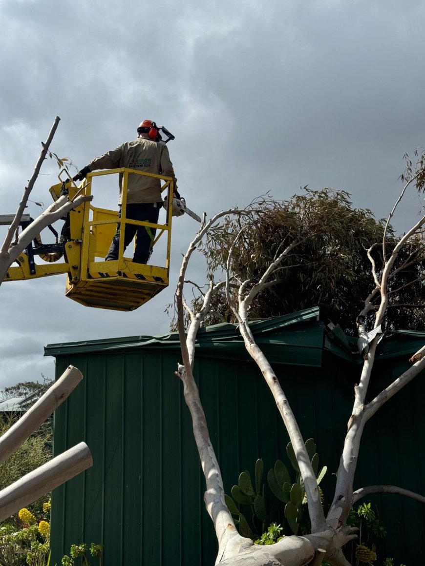 Why Routine Tree Maintenance Prevents Emergencies: Insights from Benj Geerling